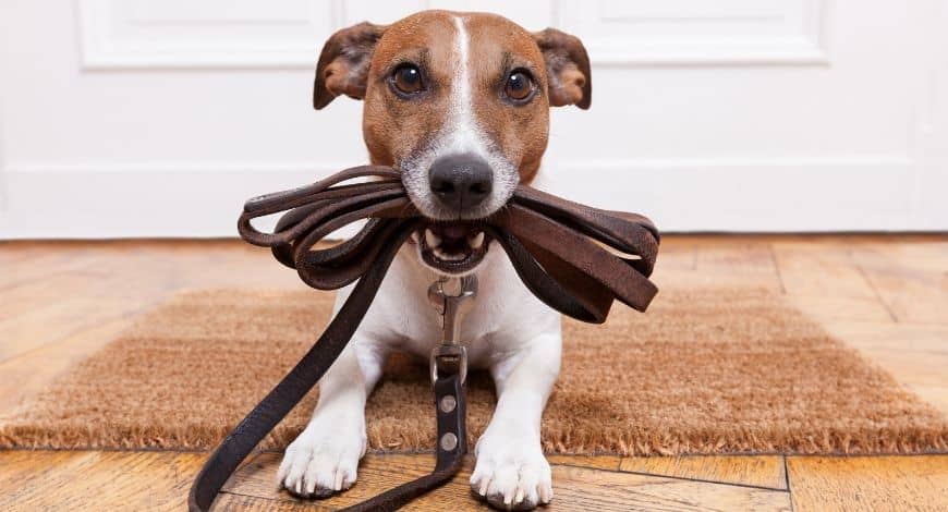 Que correas para perros pequeños debo comprar